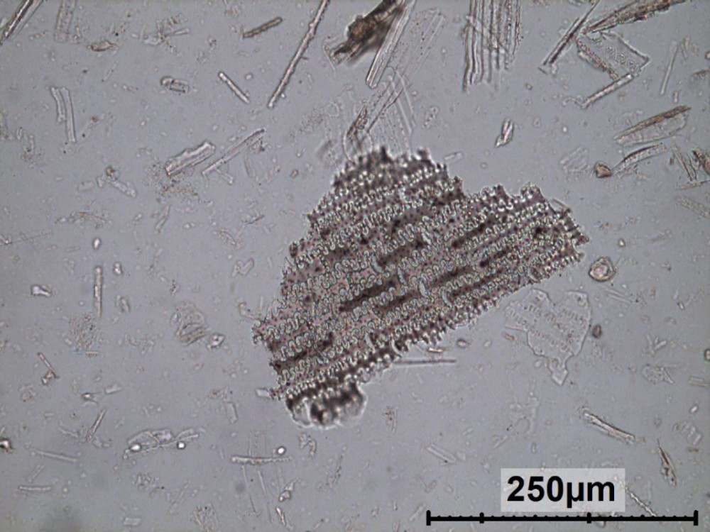 Dendritic phytoliths from cereal husk